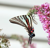 IMG_4772 - Copy resized.jpg