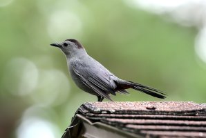 5D3_2297-topaz-denoise picasa crop - Copy.JPG