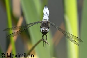 scarce_chaser_2023_04.JPG