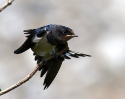 3R3A9316-DxO_fledgling_barnswallow.jpg