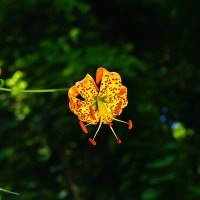 Turk's Cap Lily (Lilium superbum) NC BRP 7423.JPG