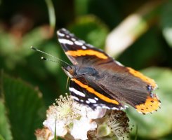 3R3A9078-DxO_red_admiral_butterfly.jpg