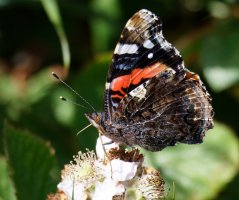 3R3A9081-DxO_red_admiral_butterfly.jpg