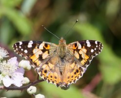 3R3A9091-DxO_painted_lady_butterfly.jpg