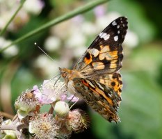 3R3A9101-DxO_painted_lady_butterfly.jpg