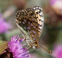3R3A9107-DxO_dark_green_fritillary_butterfly.jpg