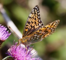 3R3A9111-DxO_dark_green_fritillary_butterfly.jpg