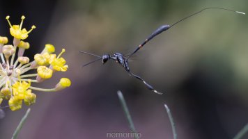 Gaster IF.jpg Gaster IF.jpg