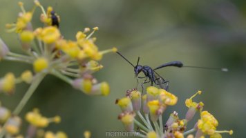 more gasteruption.jpg