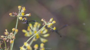 more gasteruption_02.jpg