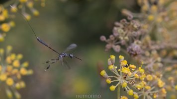 more gasteruption_03.jpg