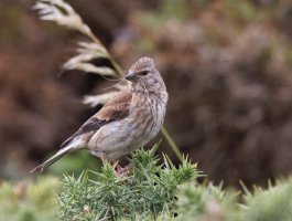 309A2438-DxO_female_linnet.jpg