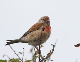 309A2444-DxO_linnet.jpg