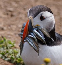 3R3A9739-DxO_puffin+sandeels_side_crop.jpg