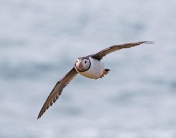 3R3A9379-DxO_Puffin_flying-ls-tssh.jpg