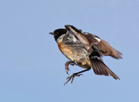 3R3A9049-DxO_stonechat_taken_off._sh.jpg
