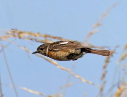 3R3A9071-DxO_stonechat_flying-ls-smsh-bg.jpg