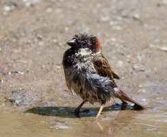 309A2673-DxO_bedraggled_sparrow.jpg
