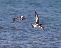 309A2793-DxO_oyster_catchers_flying-ts.jpeg