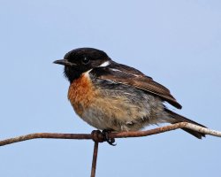 3R3A9062-DxO_stonechat_sh.jpg