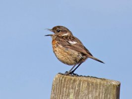 3R3A9074-DxO_stonechat_singing_sh.jpg