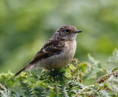3R3A9357-DxO_Juvenile_stonechat.jpg