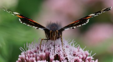 3R3A9895-DxO_red_admiral_butterfly-face_on_crop.jpg