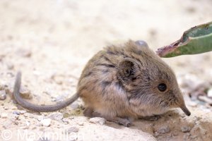 shrew_2023_01.JPG