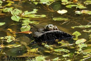 frog_water_2023_04.JPG