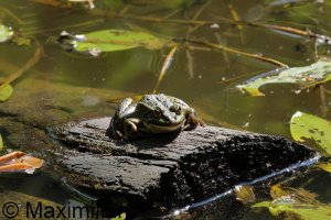 frog_water_2023_05.JPG