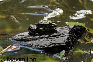 frog_water_2023_06.JPG