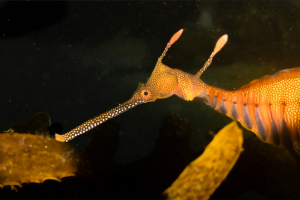 weedy seadragon.png