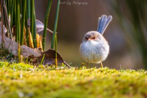 _40A4712-Enhanced-NR.jpg _40A4712-Enhanced-NR.jpg