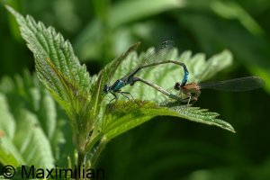 bluetail_2023_12.JPG