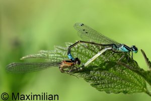 bluetail_2023_13.JPG