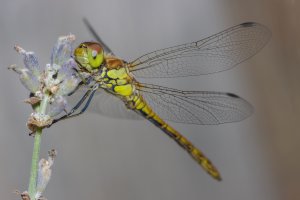 20230725 1827 27 Nederland Amersfoort - Canon EOS M6 Mark II - Sigma 150mm f-2.8 EX DG OS HSM...jpeg