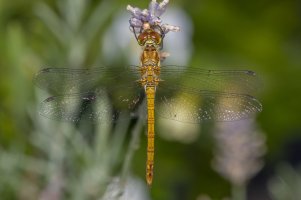20230725 1831 02 Nederland Amersfoort - Canon EOS M6 Mark II - Sigma 150mm f-2.8 EX DG OS HSM...jpeg