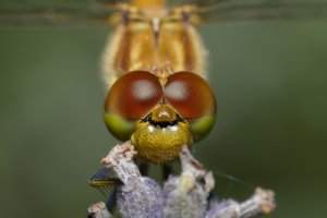 20230725 1833 28 Nederland Amersfoort - Canon EOS M6 Mark II - Sigma 150mm f-2.8 EX DG OS HSM...jpeg
