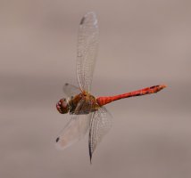 309A2994-DxO_Ruddy_Darter_Dragonfly-ls-ts.jpeg