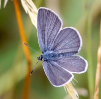 3R3A0026-DxO_common_blue_butterfly-ls-ts.jpeg