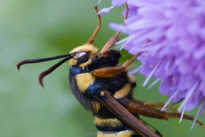 hornet moth.jpg