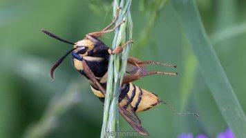 hornet moth stack.jpg