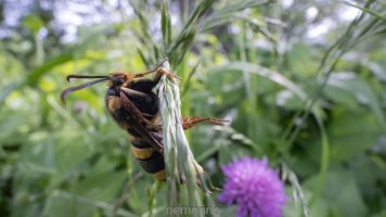 hornet moth laowa 15mm.jpg