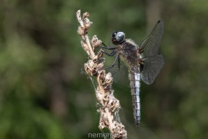 libellenportrait .jpg