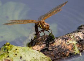 [2019-07-17] Crompton Lodges-15.jpg