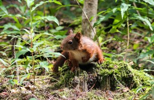 [2007-06-20] Formy Point - Squirrel-3.jpg