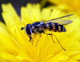 309A3094_1-DxO_migrant_hoverfly-te.jpg