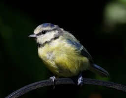 3R3A0088-DxO_blue_tit.jpg