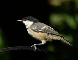 3R3A0124-DxO_coal_tit.jpg