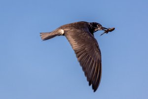 1V0A8267-Edit.jpg